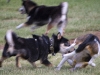 run-with-the-shibas-3