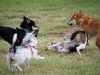 run-with-the-shibas-4