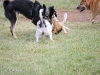 run-with-the-shibas-6
