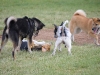 run-with-the-shibas-7