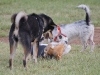 run-with-the-shibas-8