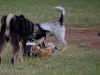 run-with-the-shibas-9